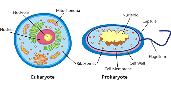 真核细胞与原核细胞示意图