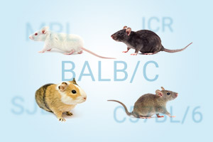 多种类型的小鼠