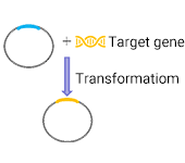 全基因合成与表达载体构建