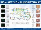 PIK3-Akt信号通路图