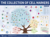 Cell Markers信号通路图