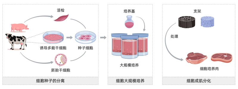 细胞培养肉的生产过程
