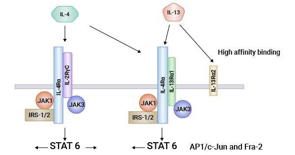 IL-4R/IL-4Rα相关的机制