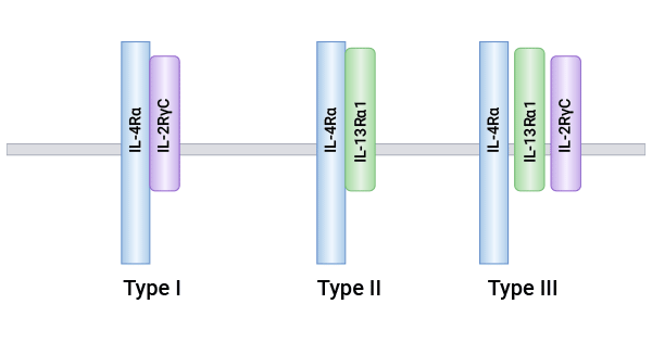 三类IL-4R复合物结构组成